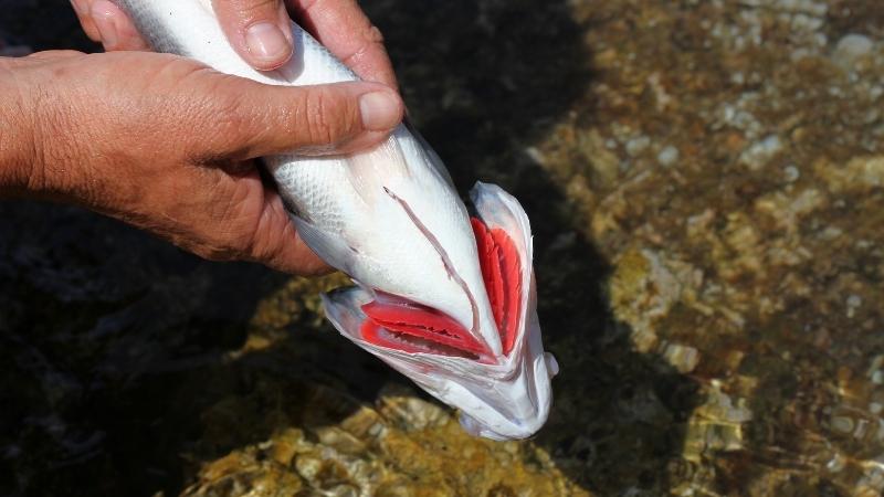 Cá hồi tươi phần mang ửng đỏ và không bị rách