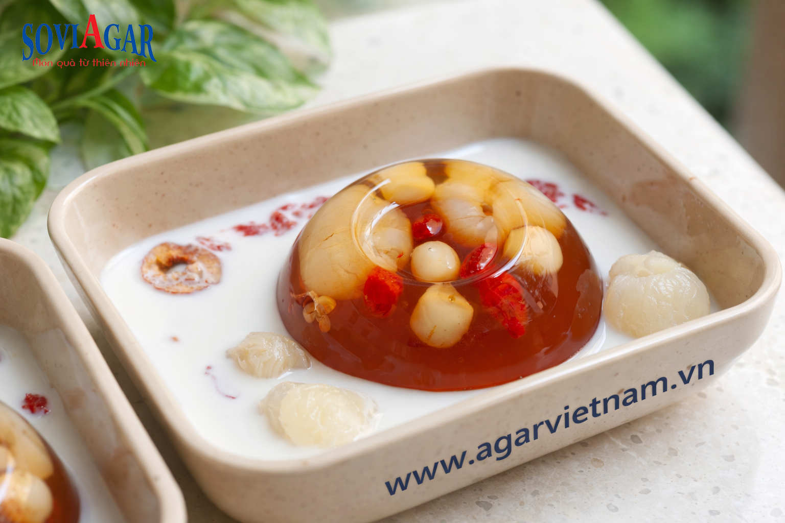 Cách Làm Rau Câu Nhãn Kỷ Tử Sữa Dừa Thanh Mát Từ Bột Rau Câu Nguyên Chất Vũ Minh Soviagar